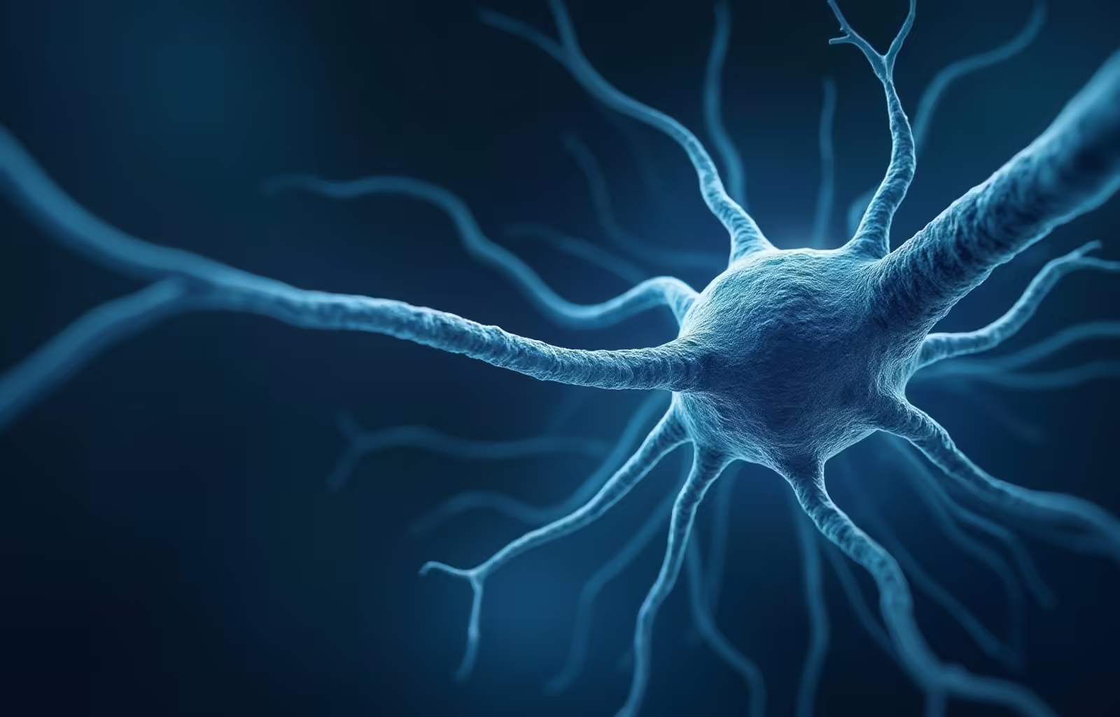 Programas genéticos coordinan el movimiento de neuronas